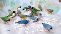 22067716_667043490172564_6660727031728177152_n