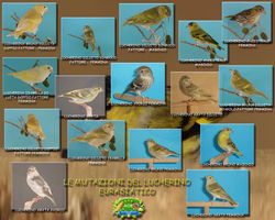 10432156_946970895313904_1999274596975256006_n