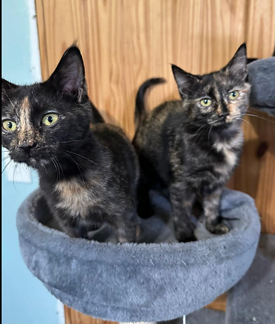 Screenshot 2025-12-29 at 12.29.01 PM.png