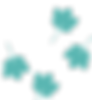 Ferns.png