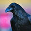 Writer: Juneau Local Tours