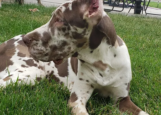 Chocolate brindle great dane clearance