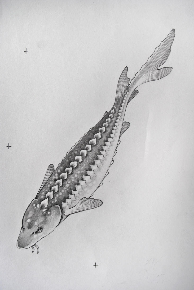 sturgeon.jpeg