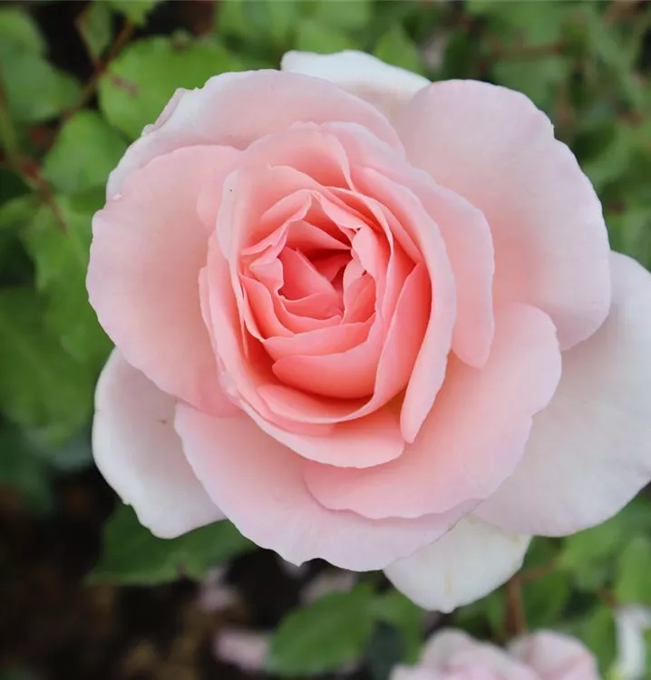 VOgellisiRose.webp