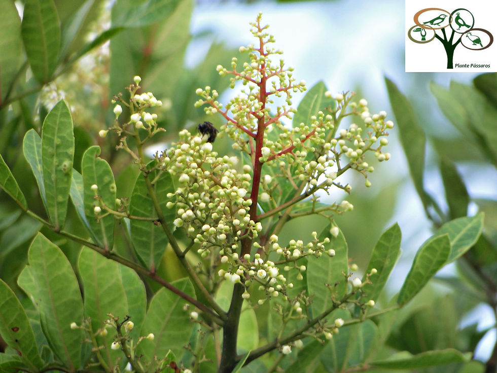 Floração apícola da Aroeira Pimenteira ou Pimenta Rosa ( Schinus terebinthifolius Raddi )