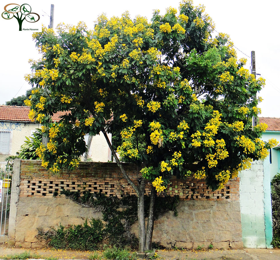 Fedegoso ( Senna macranthera )