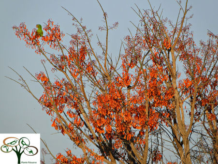 Mulungu Erythrina ou Mulungu Sapatinho de Judeu ( Erythrina dominguezii )
