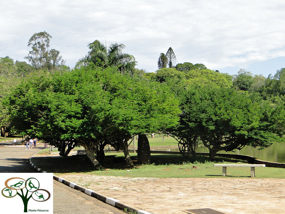 Tataré ou Vinhático de Espinho ( Chloroleucon tortum )