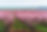 vecteezy_richly-blossoming-tree-garden-on-a-lawn-with-beautiful-sky_6075341.jpg