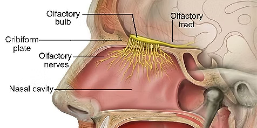 1_The Science-02.jpg