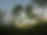 vecteezy_field-of-cannabis-plants-at-sunset_1412151.jpeg