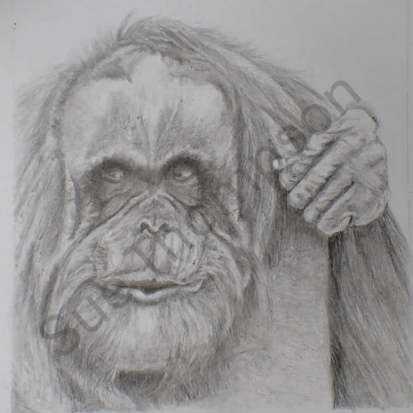 Orangutan