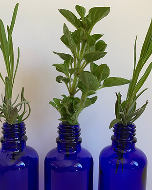Bottles and plants