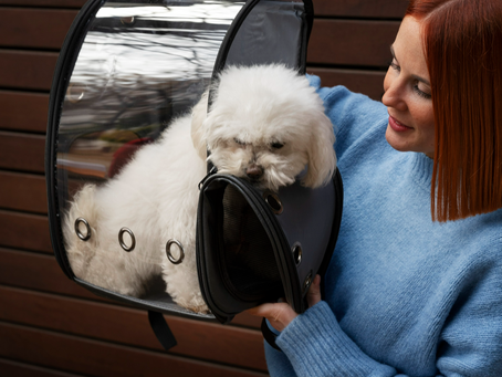 Comparing City vs. Door-to-Door Pet Transport