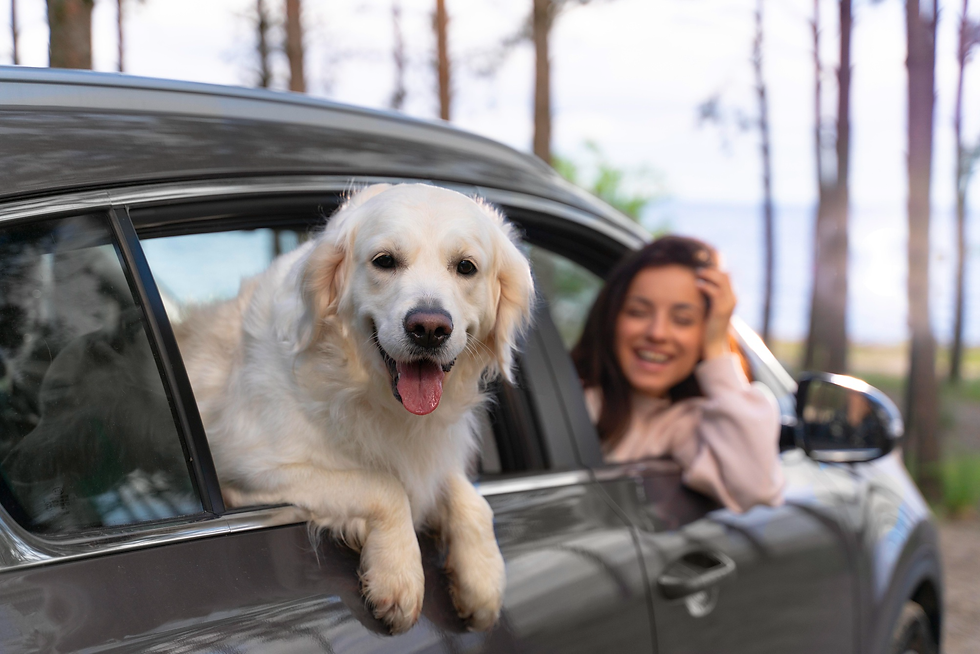 Pet Transportation