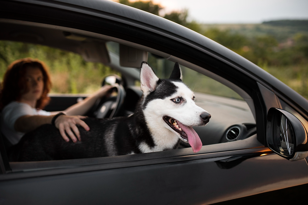 Pet Transport