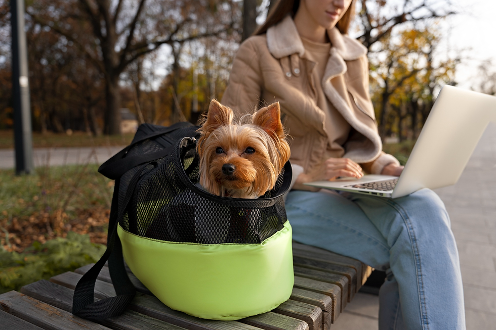 Pet Transportation