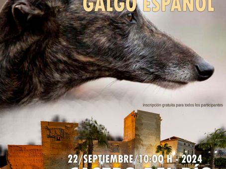 CONCURSO MORFOLÓGICO GALGO ESPAÑOL EN CASTRO DEL RÍO