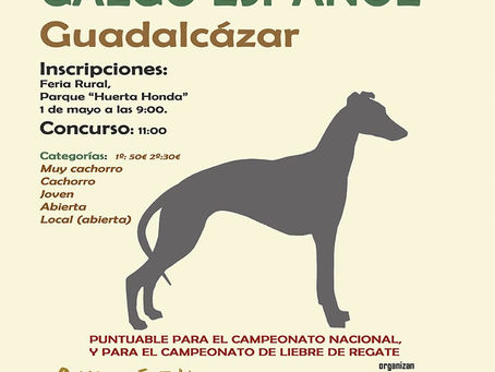 Desayuno gratis para los asistentes al Concurso Morfológico de Galgo Español de Guadalcázar
