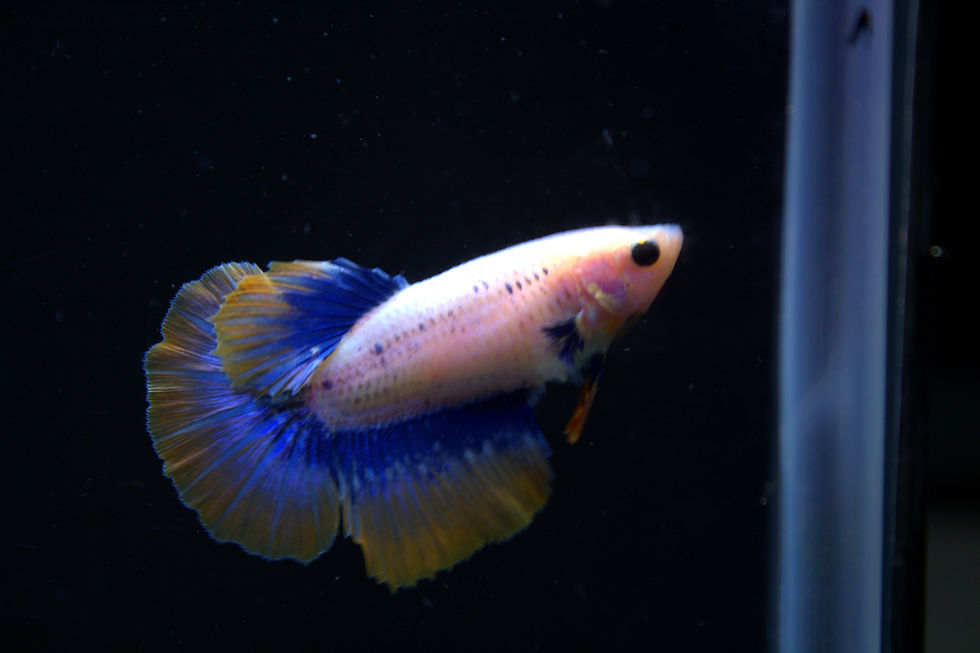 Miniatura: Hembra HalfMoon BlueMustard XL