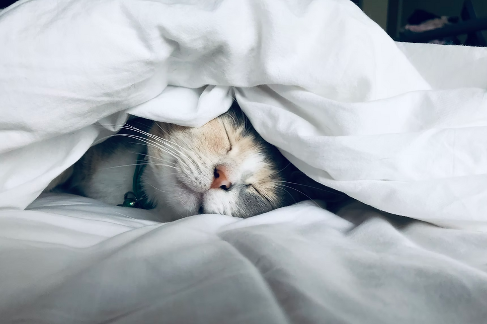 To reduce stress and tension during christmas, make sure to get your 8 hours of sleep.