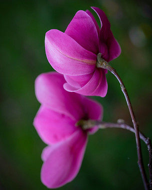Two pink magnolia flowers on a dark back