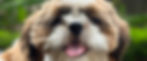 Shih-Tzu-dog-training-petadda_edited_edited.jpg