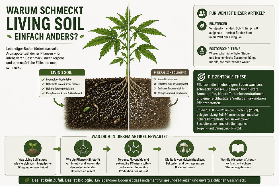 Infografik: Living Soil vs mineralische Düngung – Vergleich von Bodenbiologie, Terpenproduktion und Aromaprofil bei Cannabis