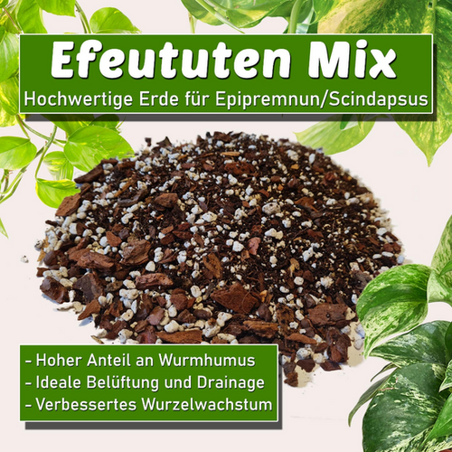 Ivy Mix | Premium Soil for Epipremnum, Scindapsus, Ivy | Couple of Plants