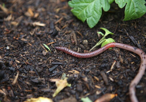 Regenwurm