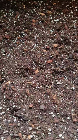 Calathea Mix | Premium Soil for Calathea & Maranta | Couple of Plants
