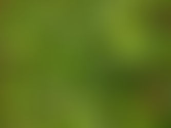 Living Soil Growbericht: Vorbereitung & Wachstumsphase
