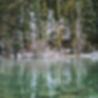 Frozen Forest