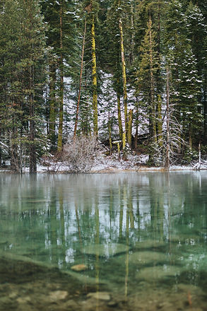 Frozen Forest