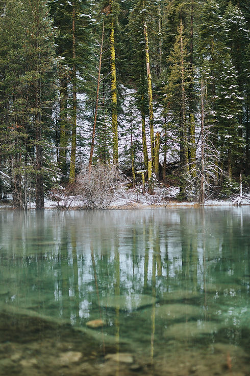 Frozen Forest