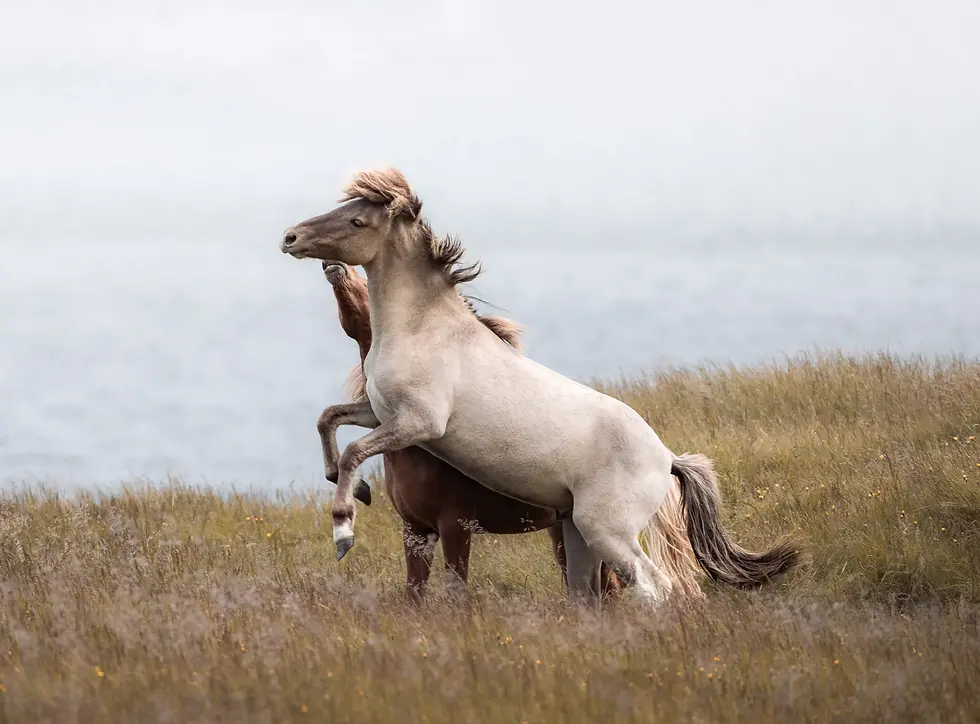 A striking wildlife photograph capturing two Icelandic horses rearing in a grassy field beside a mist-covered body of water. The light gray horse in the foreground lifts its front legs in a display of energy and spirit, while a chestnut companion interacts behind it. This image showcases the robust build and expressive behavior of the Icelandic breed—renowned for its hardiness, independence, and deep cultural connection to Iceland’s natural heritage. The serene coastal backdrop enhances the sense of wild freedom and timeless beauty in this moment.