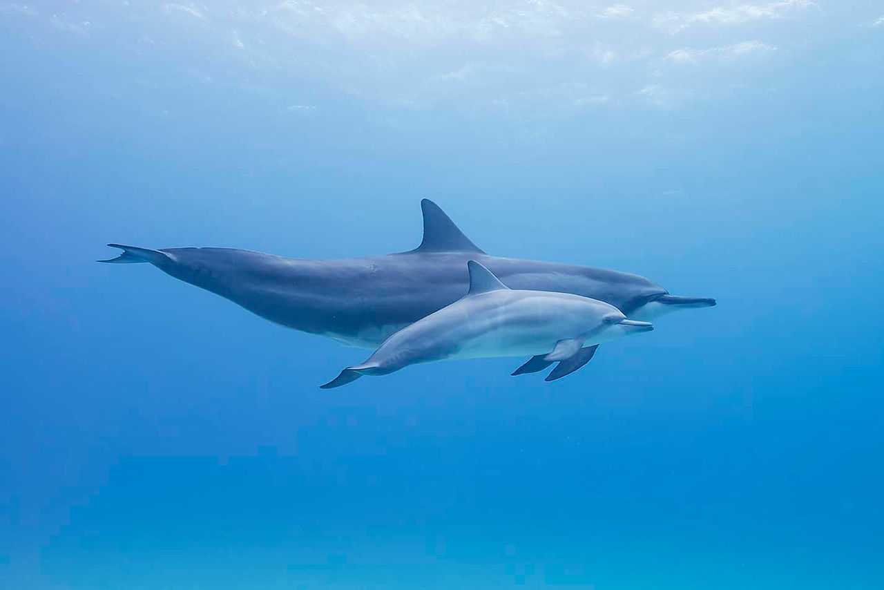 Mom and baby dolphin swimming and sleeping together underwater