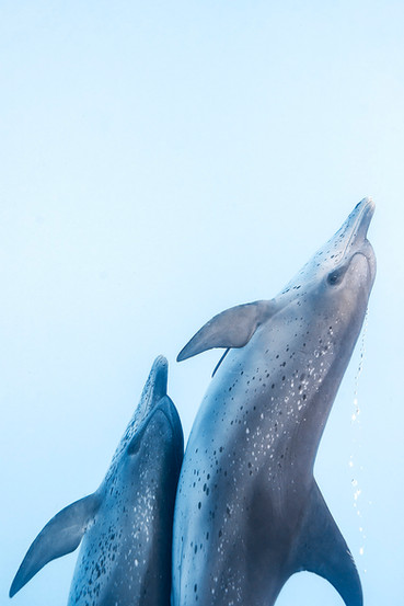 Atlantic bottlenose dolphins swimming together underwater in the Bahamas