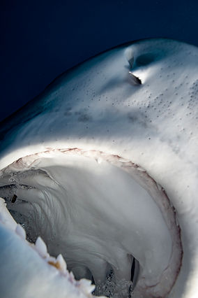 Underwater photograph of a shark's mouth opening in front of the camera displaying teeth and gills