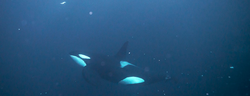 Young male killer whale swimming underwater in norway