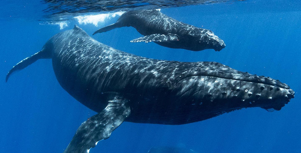 Mom and calf humpback whales swimming underwater in Hawaii