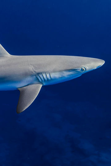 Baby gray reef shark swimming underwater in hawaii closeup