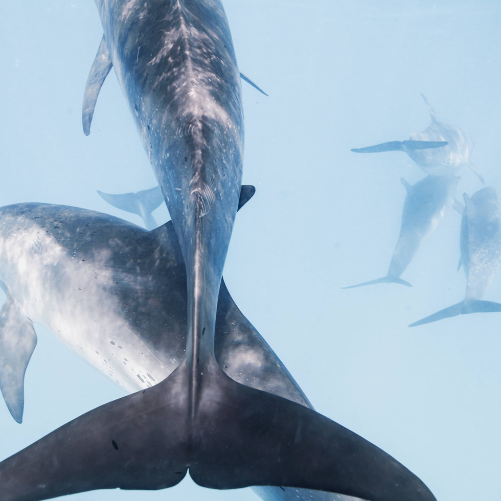 Close up photo of a dolphin tail swimming close to the surface underwater in the Bahamas
