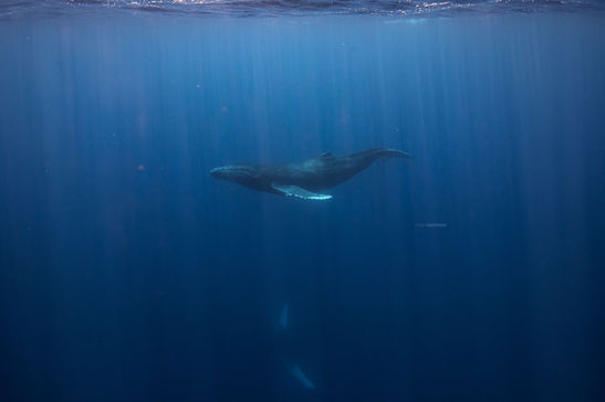 humpback whale calf swimming underwater in Hawaii with mom watching from afar