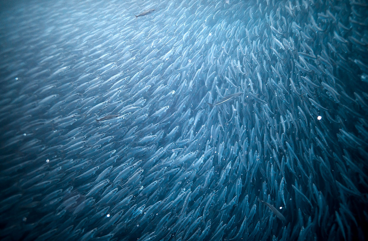 Herring swimming underwater in norway during winted feeding frenzy