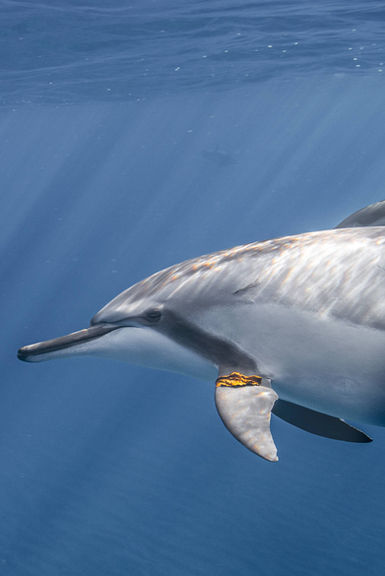 Spinner dolphin carrying a leaf underwater in Hawaii