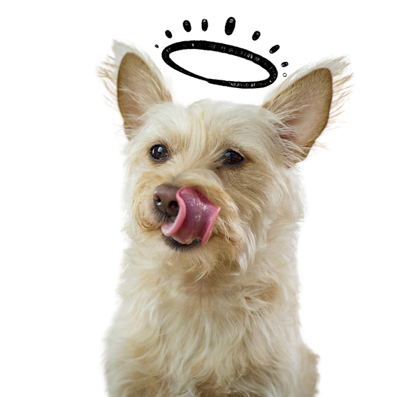 free raw dog food trial box – UK grain-free, all-natural food for healthy dogs with next day delivery