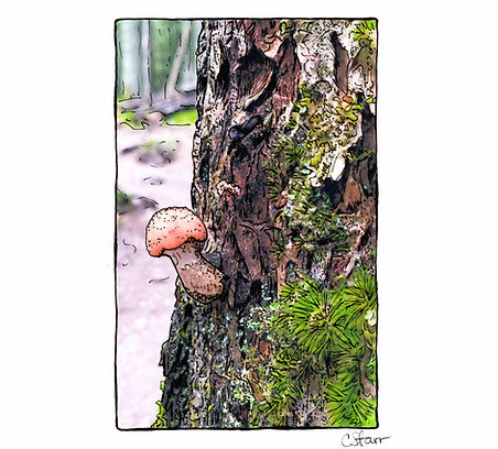 Mushroom Missy Glacier single.jpg