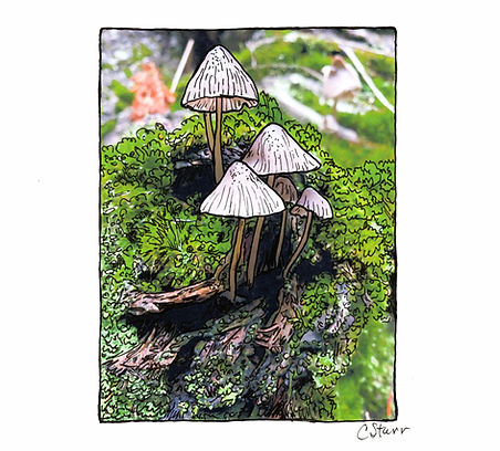 Mushroom Missy Glacier trip 2023.jpg