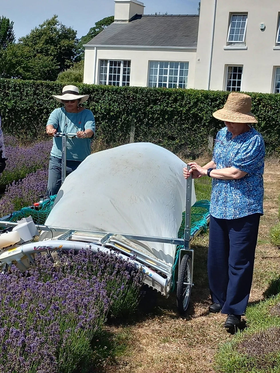 Lavender Farm